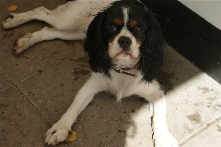 Cavalier king charles spaniel Bianca  - DEJLIGT her i skyggen.. :-) billede 20