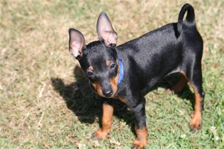 Dvaergpinscher Rødkildes Birdie "Nicky" billede 3