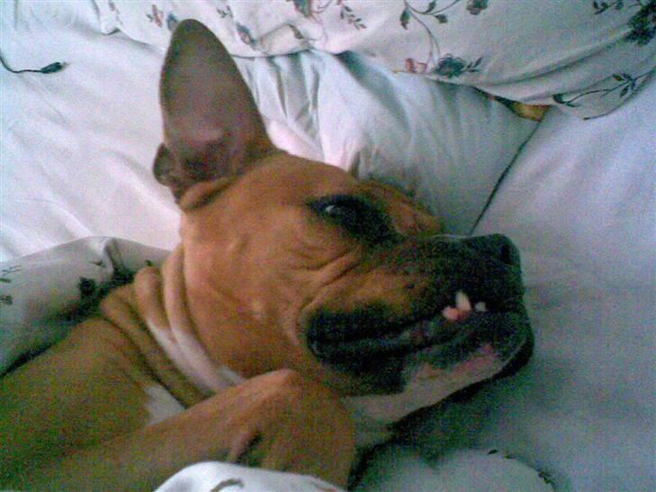 Amerikansk bulldog Nala billede 14