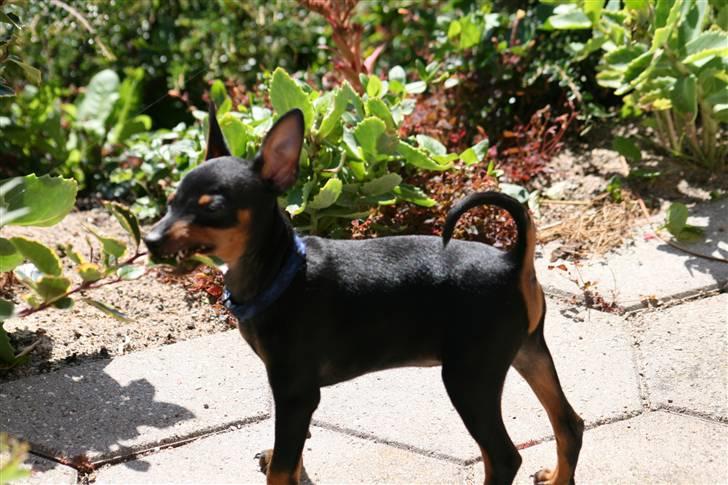 Dvaergpinscher Rødkildes Birdie "Nicky" billede 4