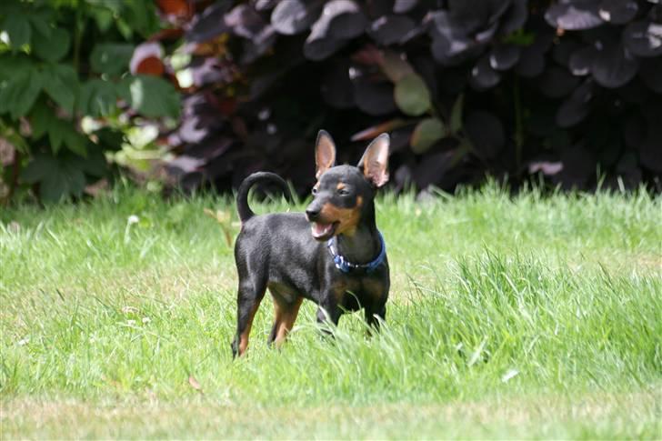 Dvaergpinscher Rødkildes Birdie "Nicky" billede 5