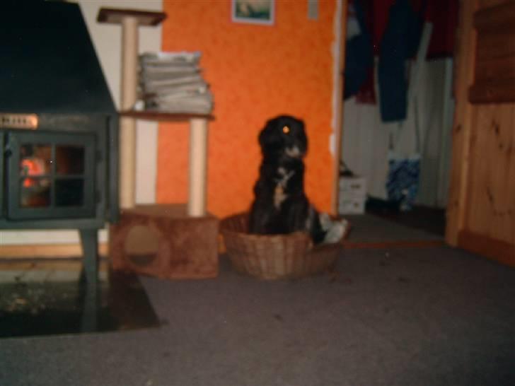 Blanding af racer Ronja - R.I.P † - Ronja i hendes hundekurv billede 2