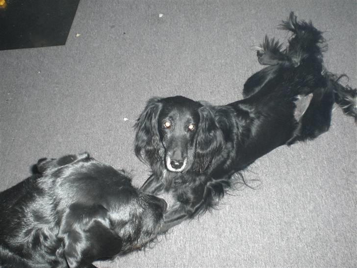 Blanding af racer Ronja - R.I.P † - Min dejlige ronja billede 3