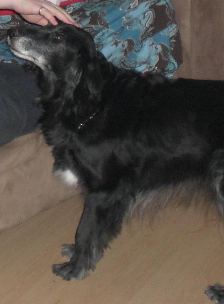 Blanding af racer Ronja - R.I.P † - Undskyld men ville bre have flere billeder ind billede 4