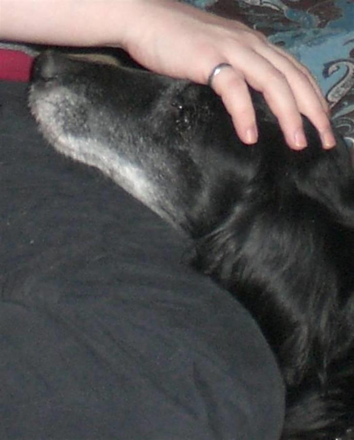 Blanding af racer Ronja - R.I.P † - Undskyld men ville bre have flere billeder ind, men et nærbillede billede 5