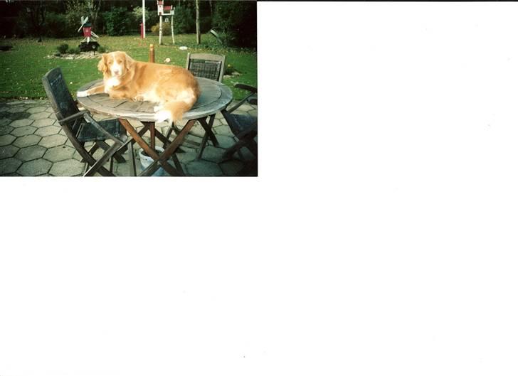 Nova scotia duck tolling retriever DeeDee - Er jeg ikke bare dejlig????? Det siger  min mor at jeg er billede 1