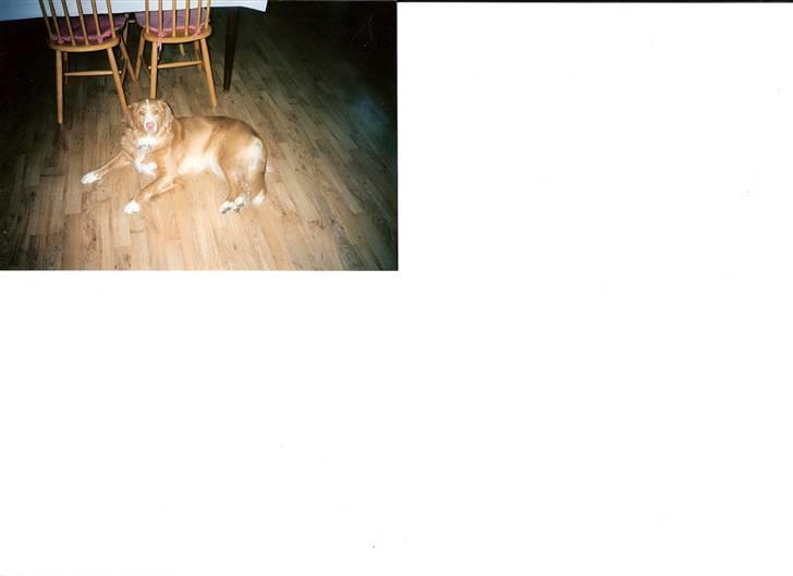 Nova scotia duck tolling retriever DeeDee - Jeg venter på at middagen bliver serveret, derfor har jeg lagt mig foran spisebordet. billede 2