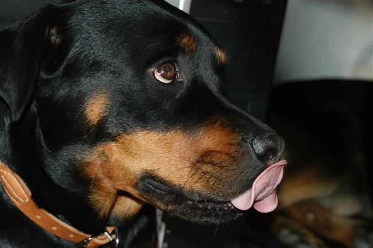 Rottweiler Freja  - hmm ser lækkert ud :-) billede 10