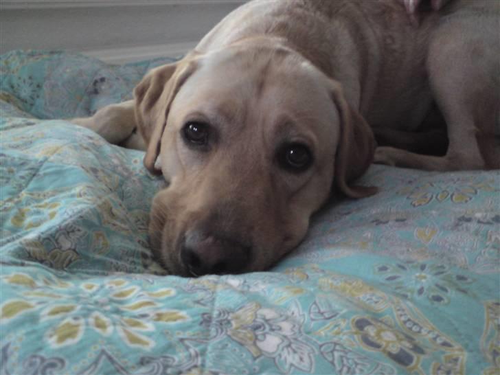 Labrador retriever Woody - Bedøm mig lige, pleeease! billede 9