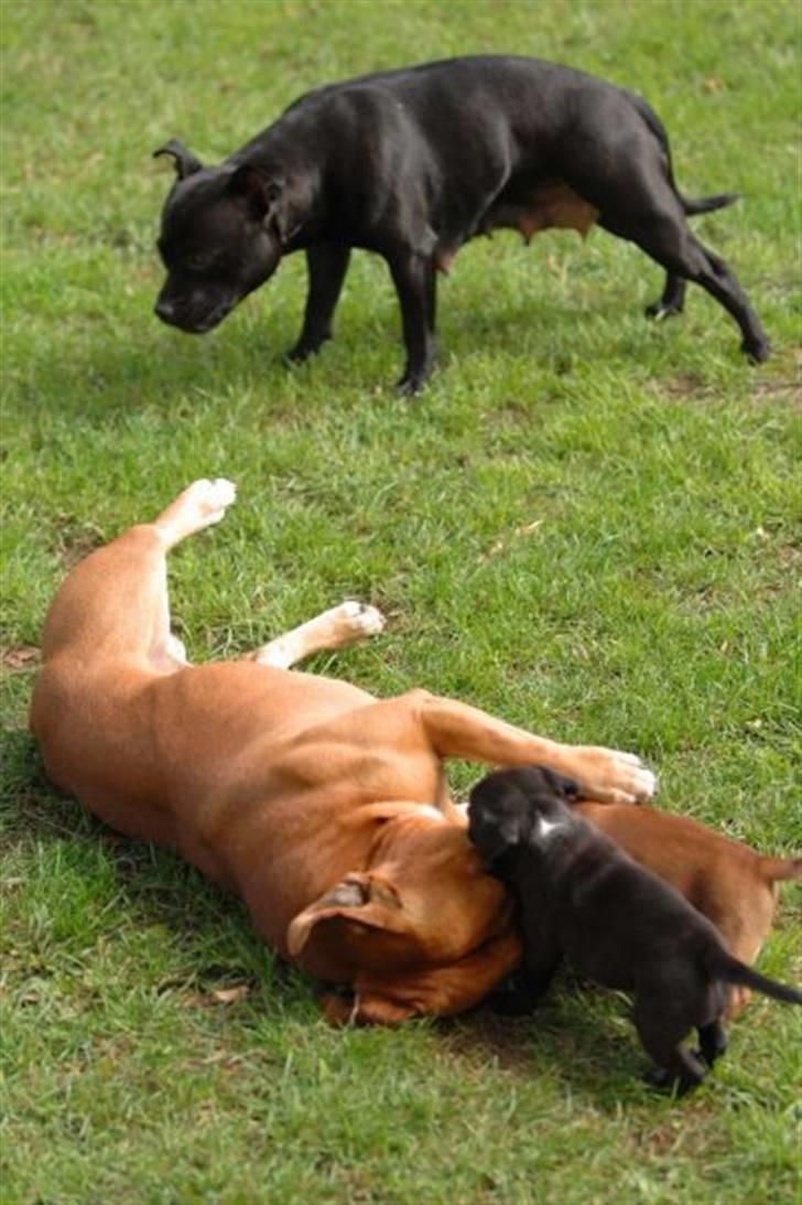 Staffordshire bull terrier AngelicStaff Magic Mollie - 4uger --- Nu har vi ham :) billede 10