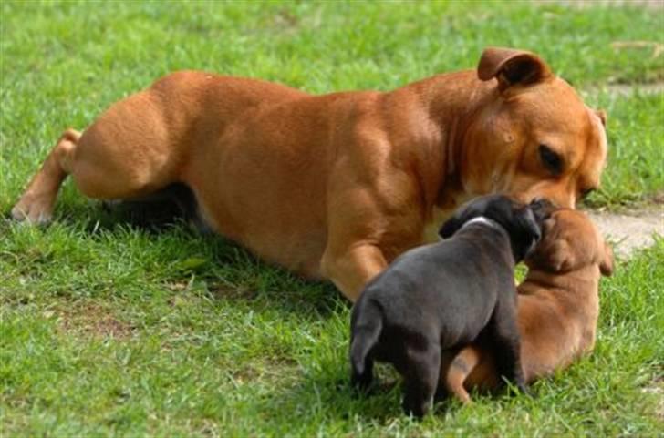 Staffordshire bull terrier AngelicStaff Magic Mollie - 4uger --- KÆMPE møsser til onkel Ninja :) billede 11