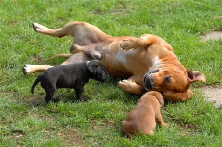 Staffordshire bull terrier AngelicStaff Magic Mollie - 4uger --- Hvad er det lige onkel ninja laver ?!?!?! billede 12