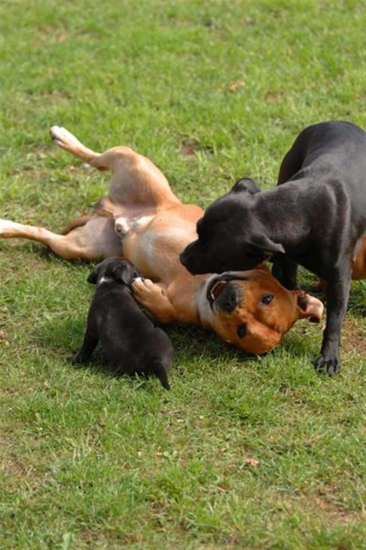Staffordshire bull terrier AngelicStaff Magic Mollie - 4uger --- Så kom mor også lige forbi til en gang leg. billede 13