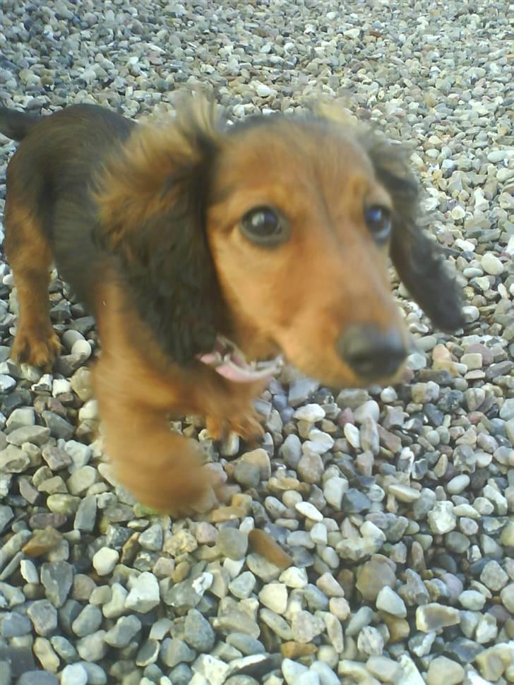 Miniature gravhund Amanda billede 10