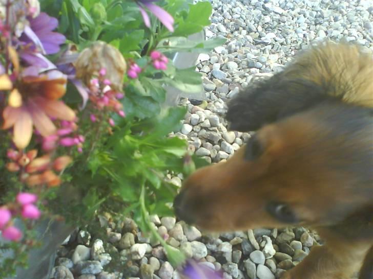 Miniature gravhund Amanda - Jeg elsker bare at bide i blomster. billede 11
