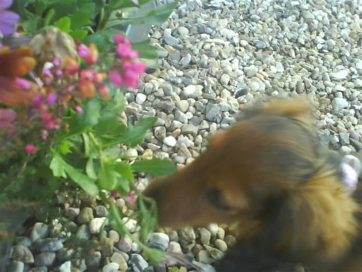 Miniature gravhund Amanda billede 12