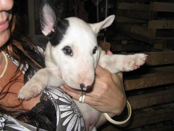 Bullterrier Sonja aka Dina Diamant billede 1