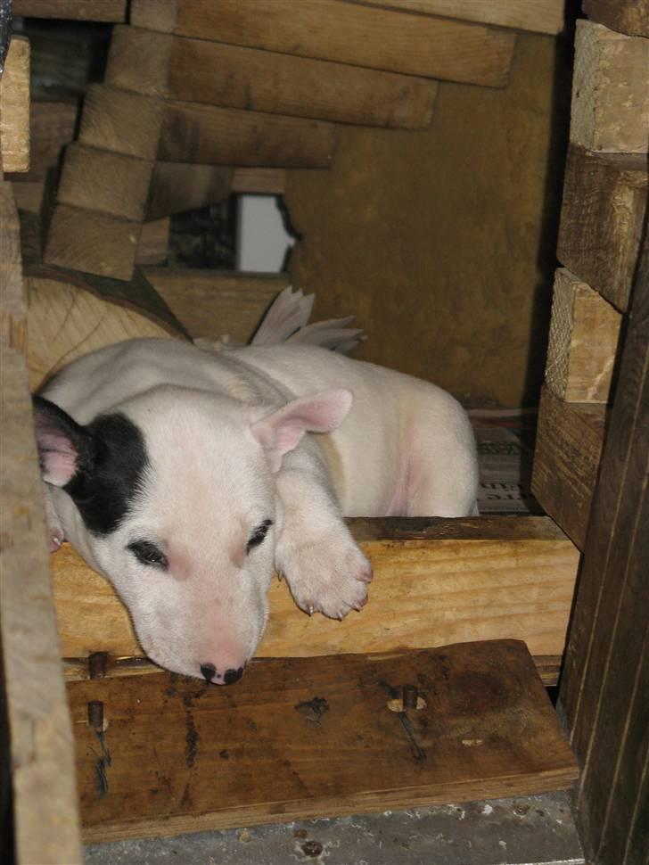 Bullterrier Sonja aka Dina Diamant billede 2