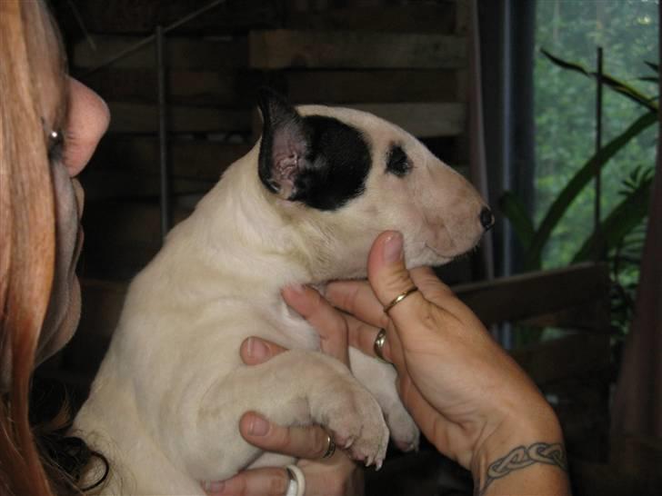 Bullterrier Sonja aka Dina Diamant billede 3