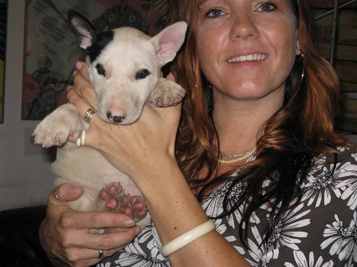 Bullterrier Sonja aka Dina Diamant billede 4