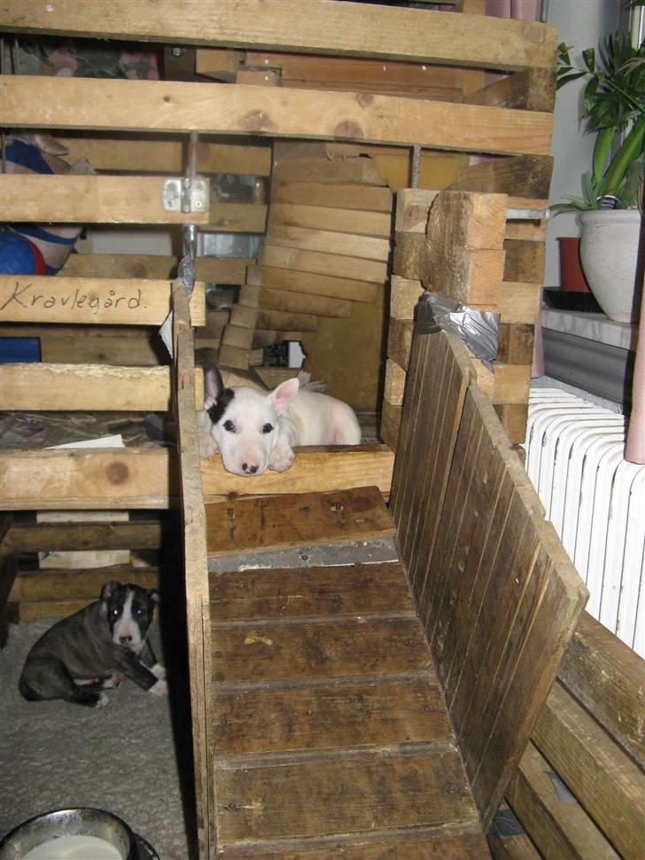 Bullterrier Sonja aka Dina Diamant billede 5