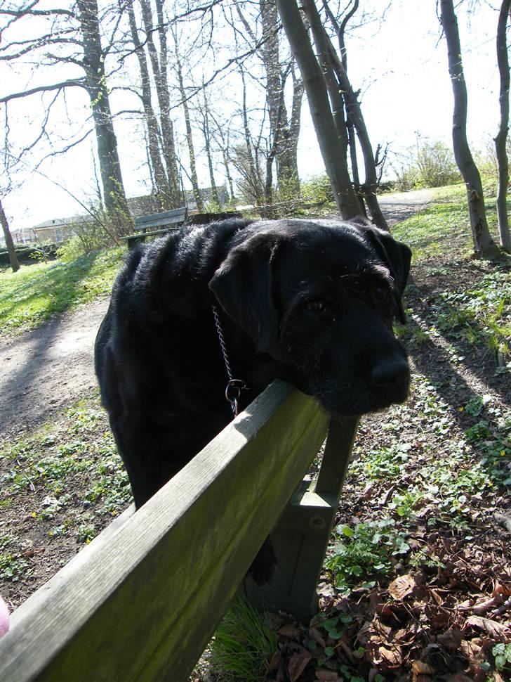 Blanding af racer Lady billede 9