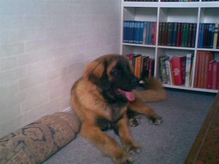 Leonberger Star of Regulus Red Skin billede 15