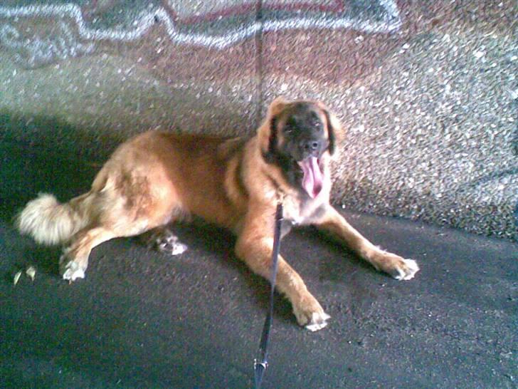 Leonberger Star of Regulus Red Skin - ja, en lang gåtur, løb efter pind, og leg med en anden hund + varmt vejr. så må man lige tag en slapper! billede 16