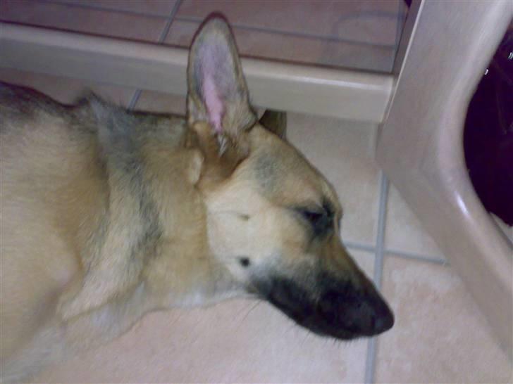 Blanding af racer Sif - Sif er død Træt billede 14