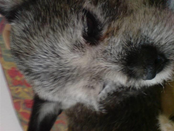 Blanding af racer Buster R.I.P. billede 16