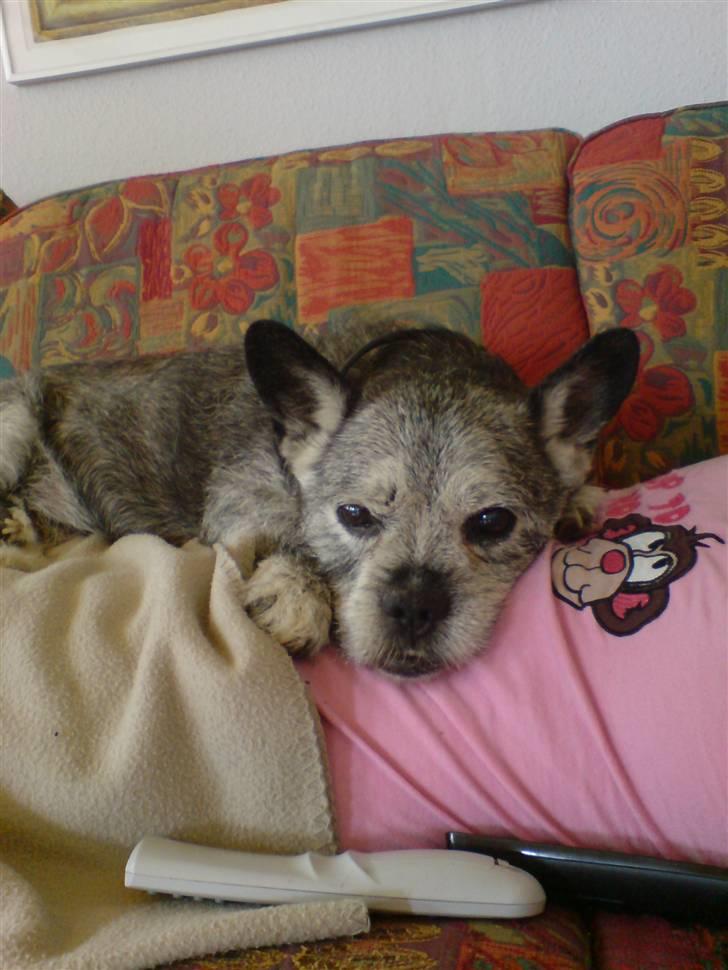 Blanding af racer Buster R.I.P. - Sofa kartoflen Buster hygger billede 17