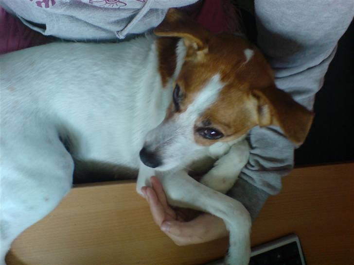 Blanding af racer Soffie (forældres hund) billede 14