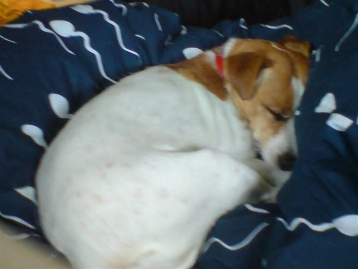 Blanding af racer Soffie (forældres hund) billede 15