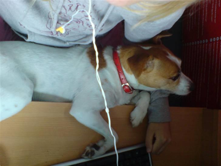 Blanding af racer Soffie (forældres hund) billede 16