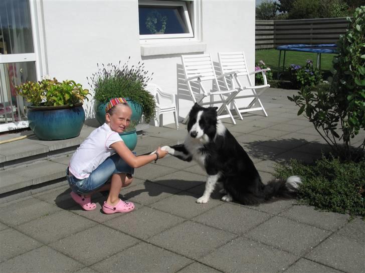 Border collie Balou<33 billede 10