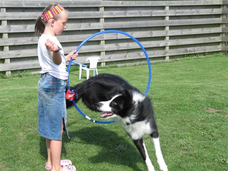 Border collie Balou<33 billede 11