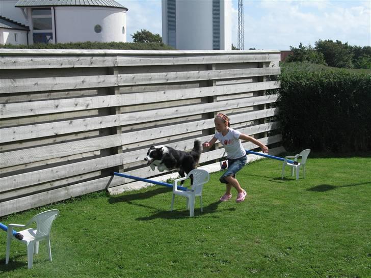 Border collie Balou<33 billede 12