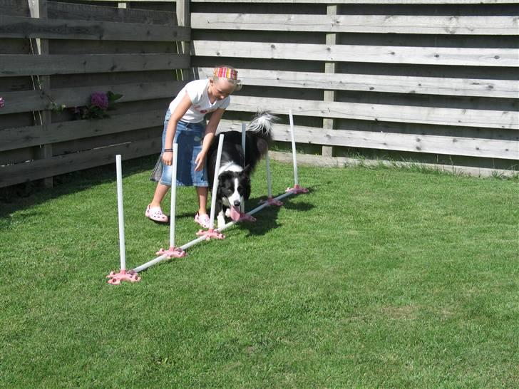 Border collie Balou<33 billede 13