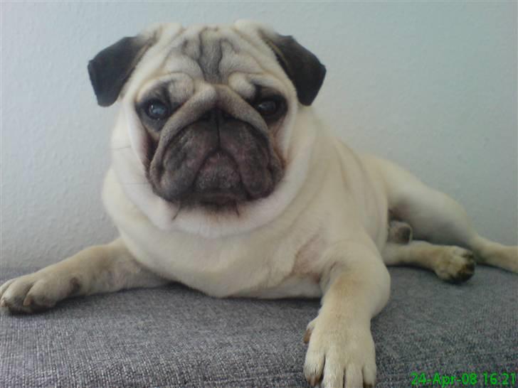 Mops Tux billede 1