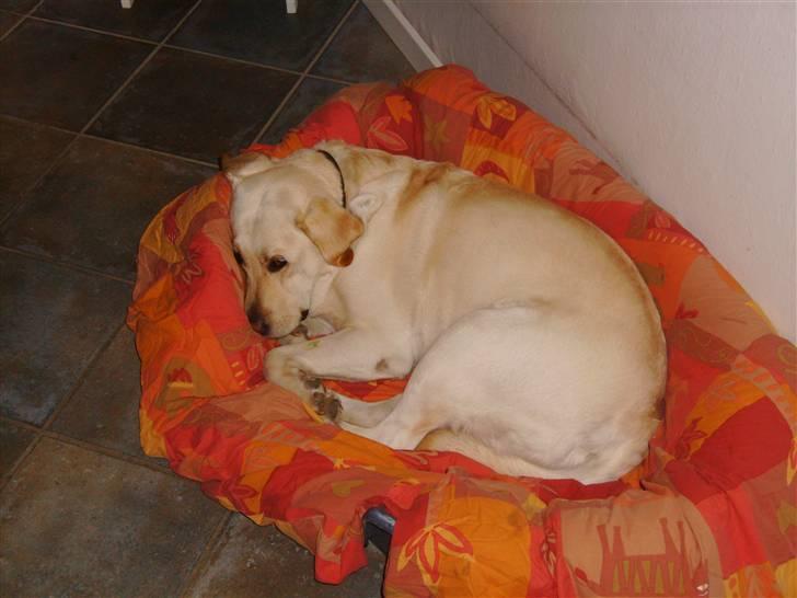 Labrador retriever Lucka - Puttetid :D billede 3