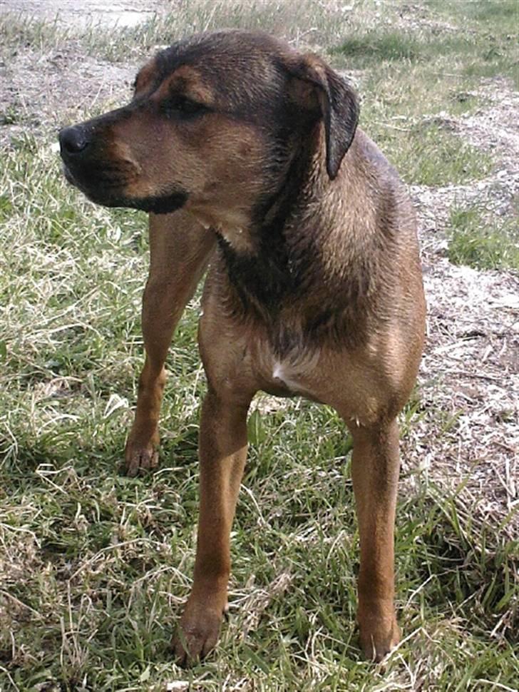 Blanding af racer Freya - .. billede 1