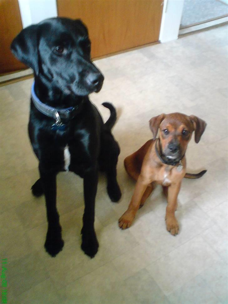 Blanding af racer Freya - Freya sammen med sin yndlingsven, mine forældres hund Balou :) billede 2