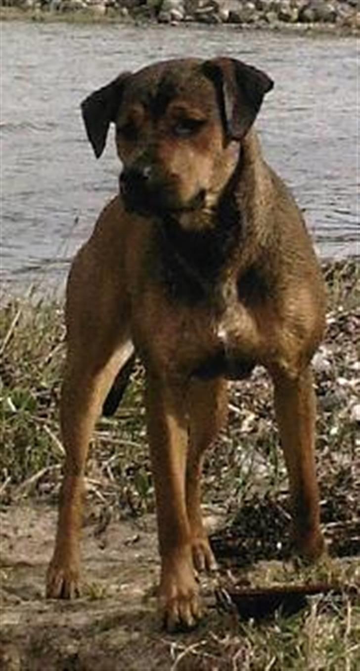 Blanding af racer Freya billede 3