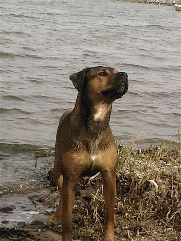 Blanding af racer Freya billede 4