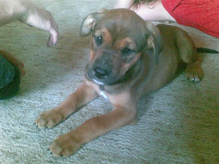 Blanding af racer Freya - Da hun var otte uger gammel, samme dag som vi fik hende .. billede 5