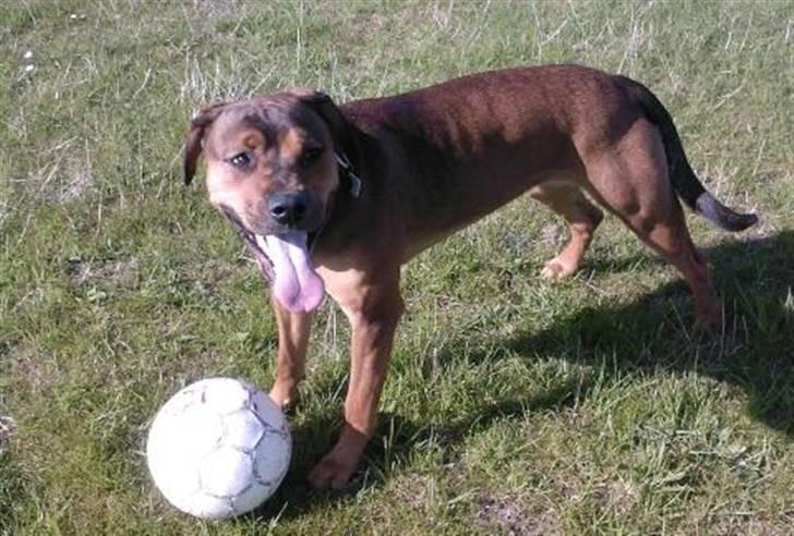 Blanding af racer Freya - Puha, det er hårdt at spille fodbold med mor og far ! :b billede 6