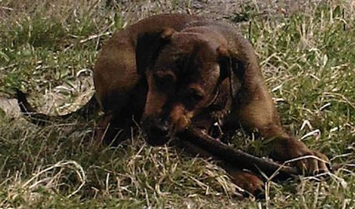 Blanding af racer Freya billede 7