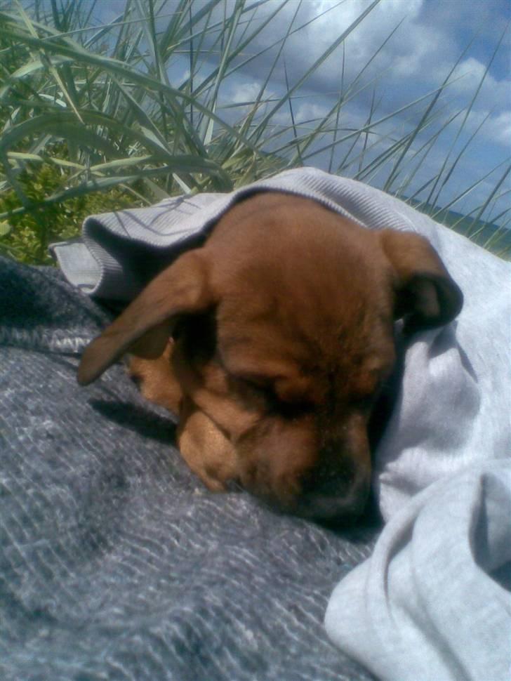 Blanding af racer Freya - Da vi var på stranden og hun frøs puttede hun sig under mors varme trøje :) billede 8