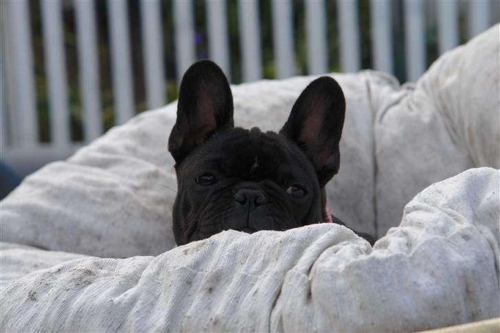 Fransk bulldog Lui Aimeé Coco Chanel billede 8