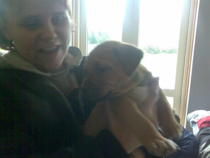 Amerikansk staffordshire terrier Bufas billede 2